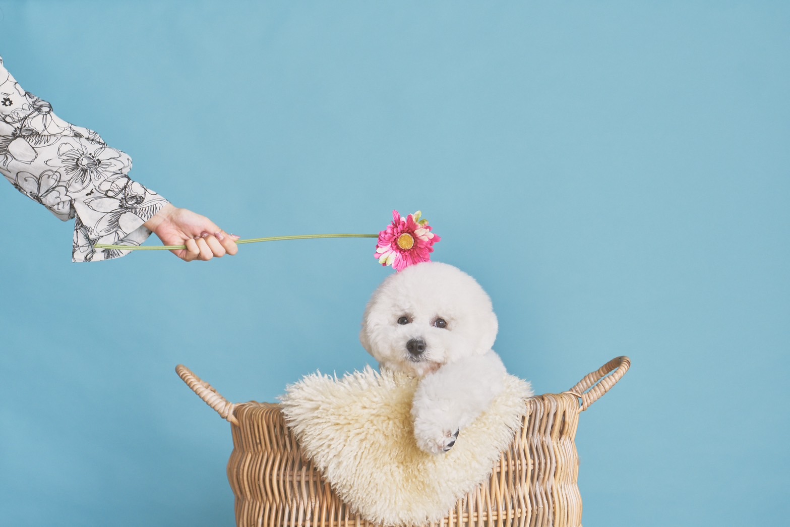 We make a lot of dogs and their owners smile.