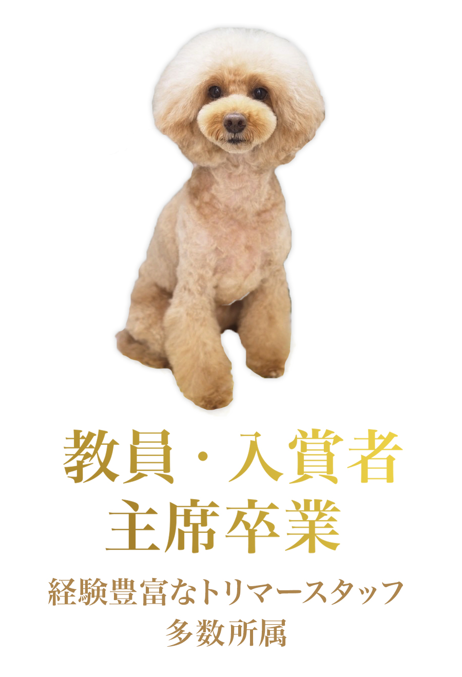 主席卒業、入賞者、教員などの経験豊富なトリマースタッフ多数所属してます