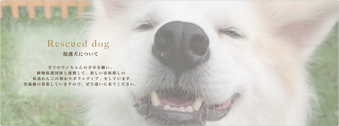 保護わんこの預かりボランティアをしています