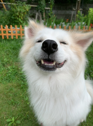 保護わんこの預かりボランティアをしています