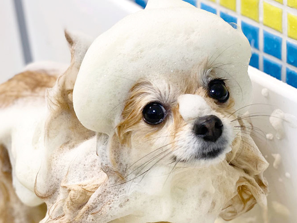 ストレスフリーシャンプー