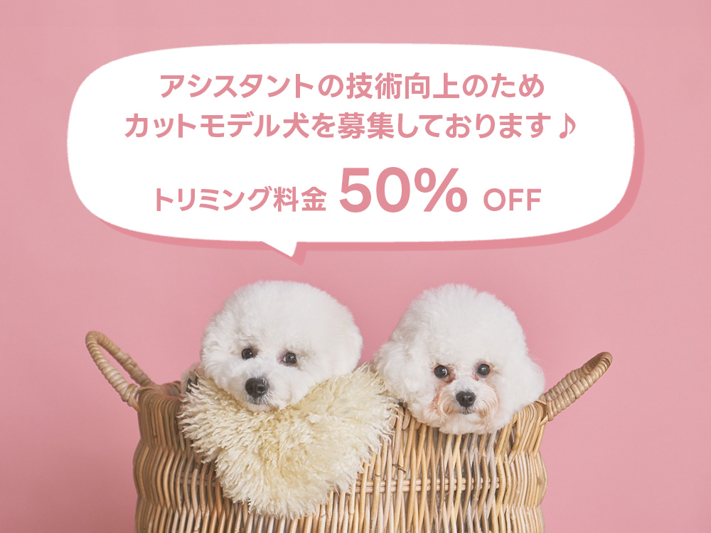 カットモデル犬のワンちゃん募集中!!